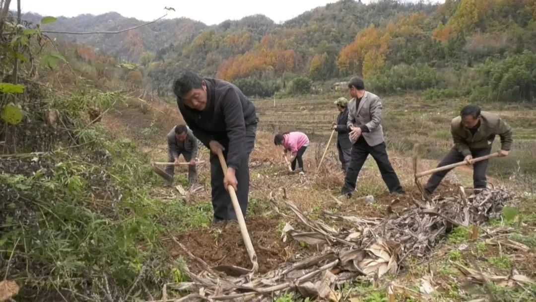 魔芋种植视频播放_魔芋种植视屏_魔芋种植新技术视频下载