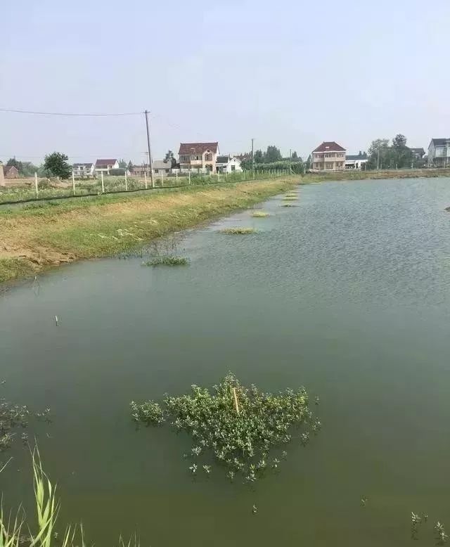 螃蟹塘龙虾死有什么办法吗_螃蟹龙虾养殖_致富经螃蟹池里小龙虾