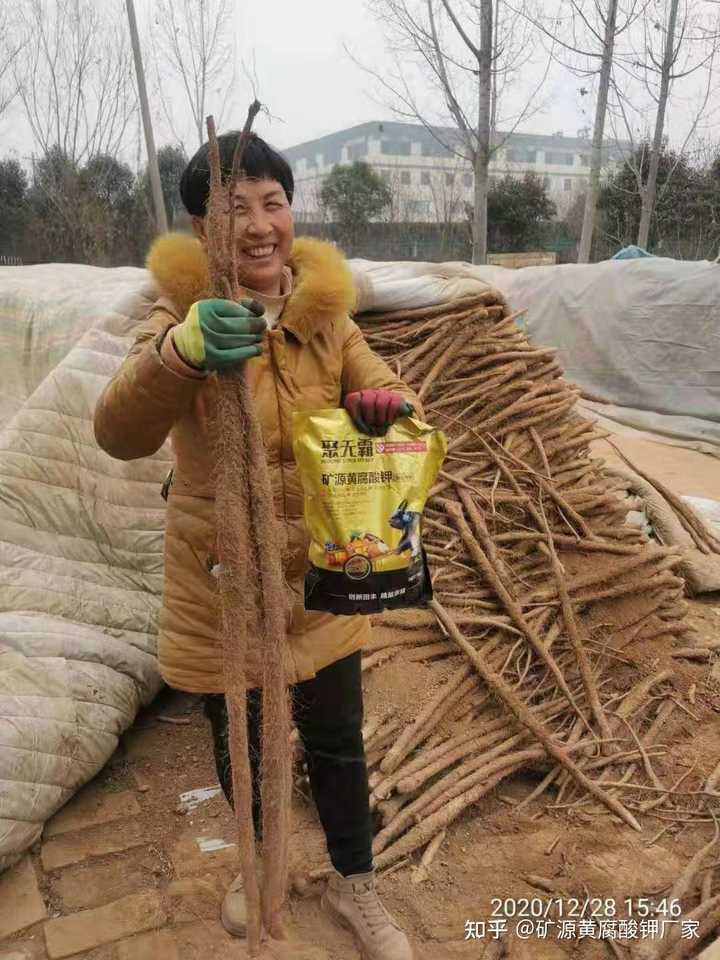 山药高新种植技术_高新山药种植技术有哪些_山药高产栽培技术