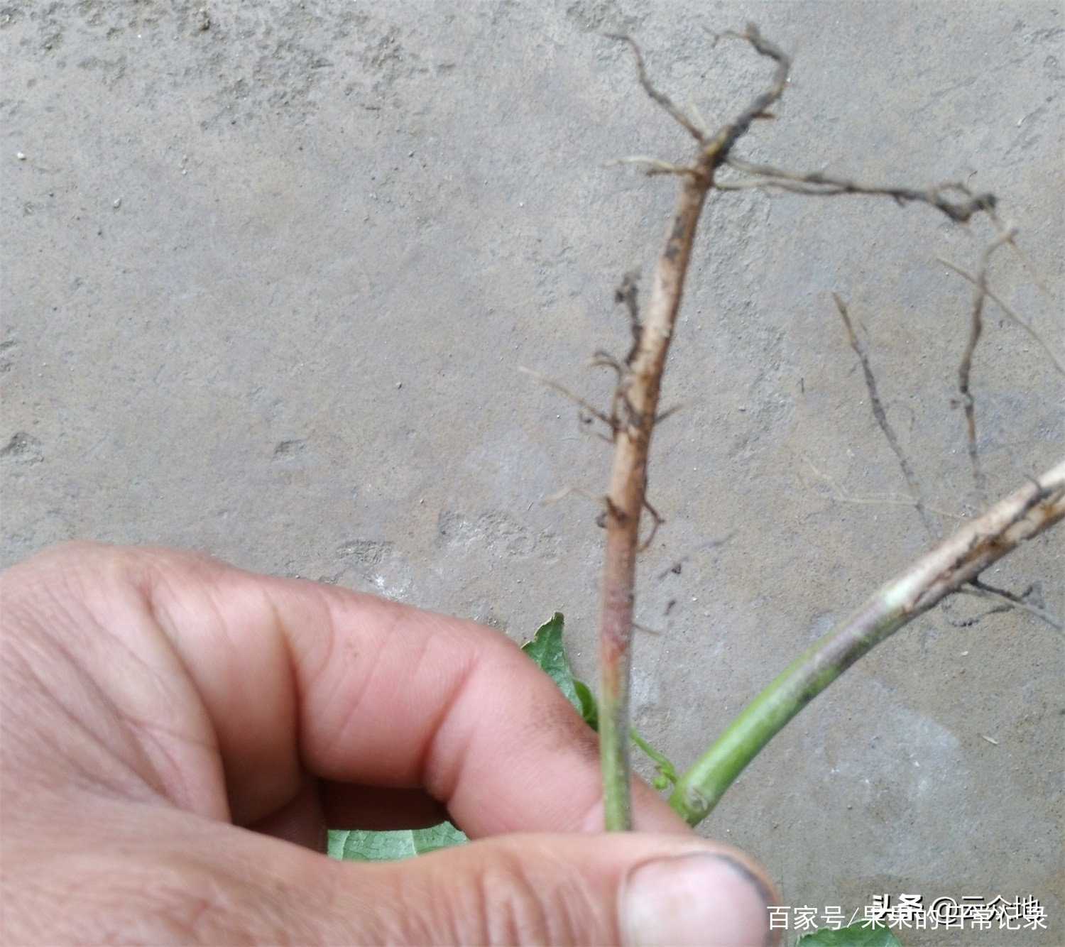 温室长豆角种植技术_温室豆角的种植与管理_温室豆角温度管理技术