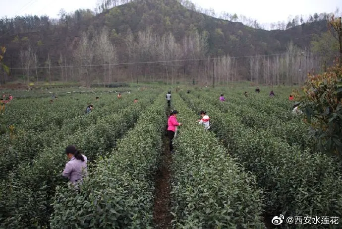 农林种植致富_致富种植农林的意义_农村致富项目种植业