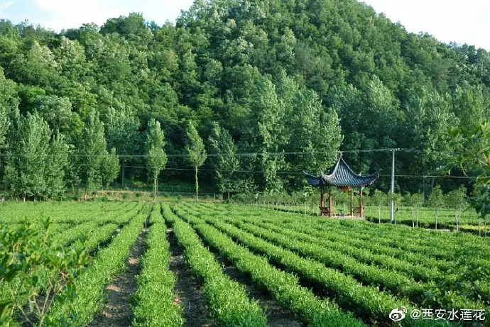 农村致富项目种植业_农林种植致富_致富种植农林的意义