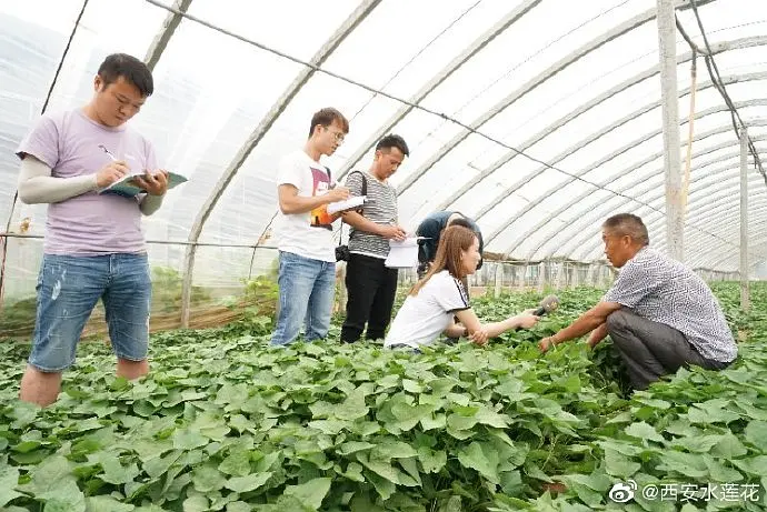 农林种植致富_农村致富项目种植业_致富种植农林的意义