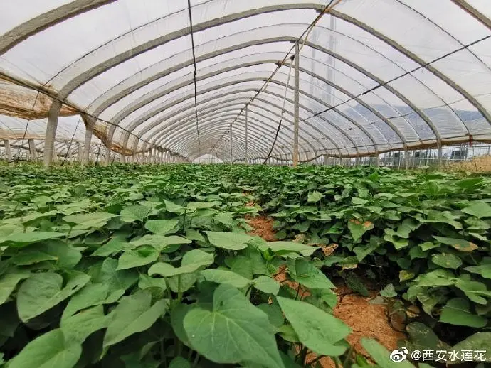 农村致富项目种植业_农林种植致富_致富种植农林的意义