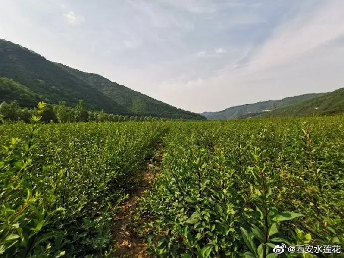 农林种植致富_致富种植农林的意义_农村致富项目种植业