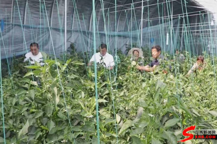 农村致富项目种植业_农业致富种植项目_农林种植致富