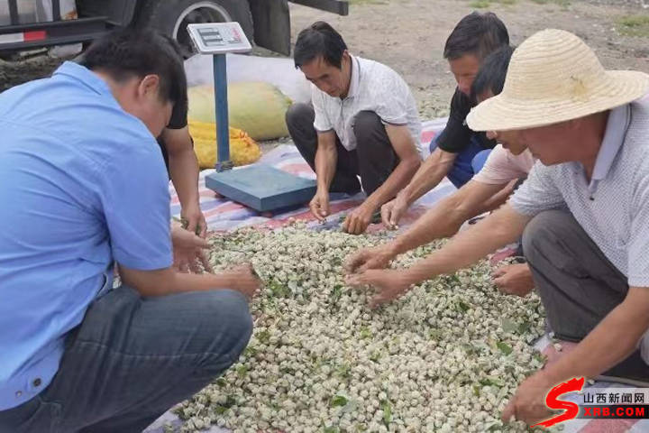 农村致富项目种植业_农业致富种植项目_农林种植致富