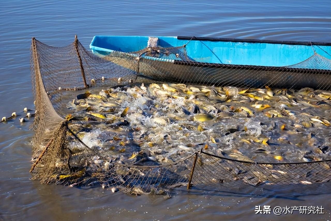 鱼塘养殖技术视频_养殖新型鱼塘技术有哪些_新型的鱼塘养殖技术