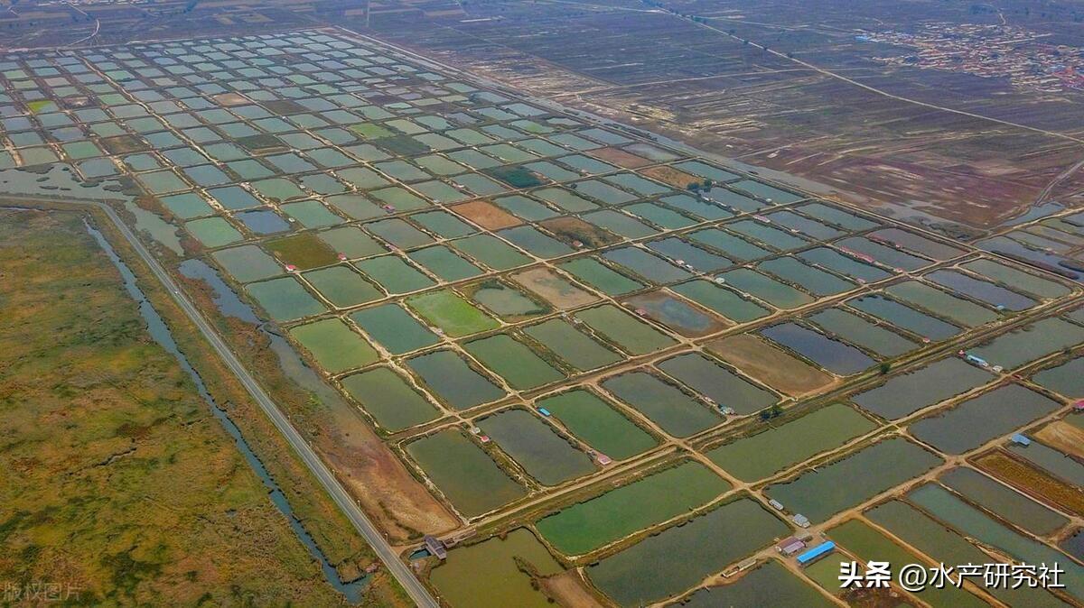 鱼塘养殖技术视频_新型的鱼塘养殖技术_养殖新型鱼塘技术有哪些