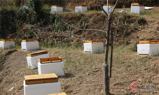 秋季辣椒种植_秋辣椒种植致富_辣椒种植大户的致富经