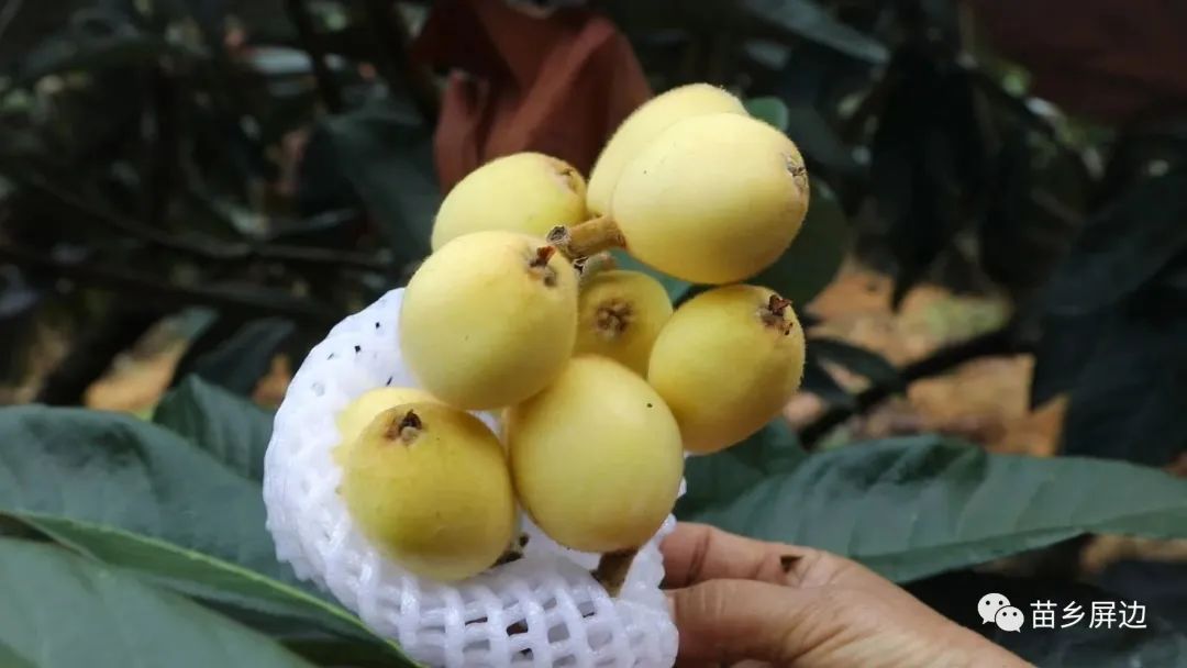 致富果树种植方法_果树种植致富经_致富果树种植条件