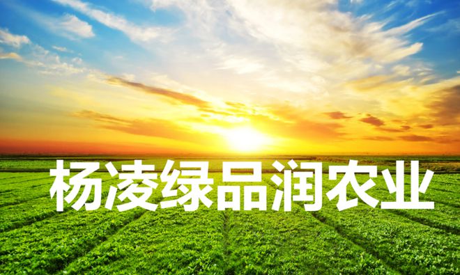 张鹏辞职回乡创业，带全村人种植葡萄，走在致富路的创业故事