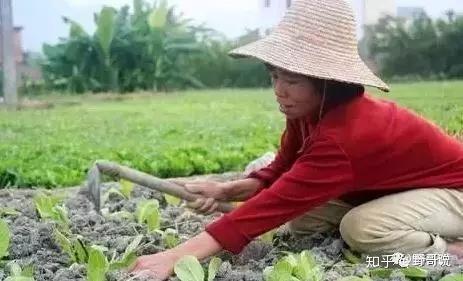 乌鸡种鸡价格_致富种植乌鸡项目怎么样_乌鸡种植致富项目