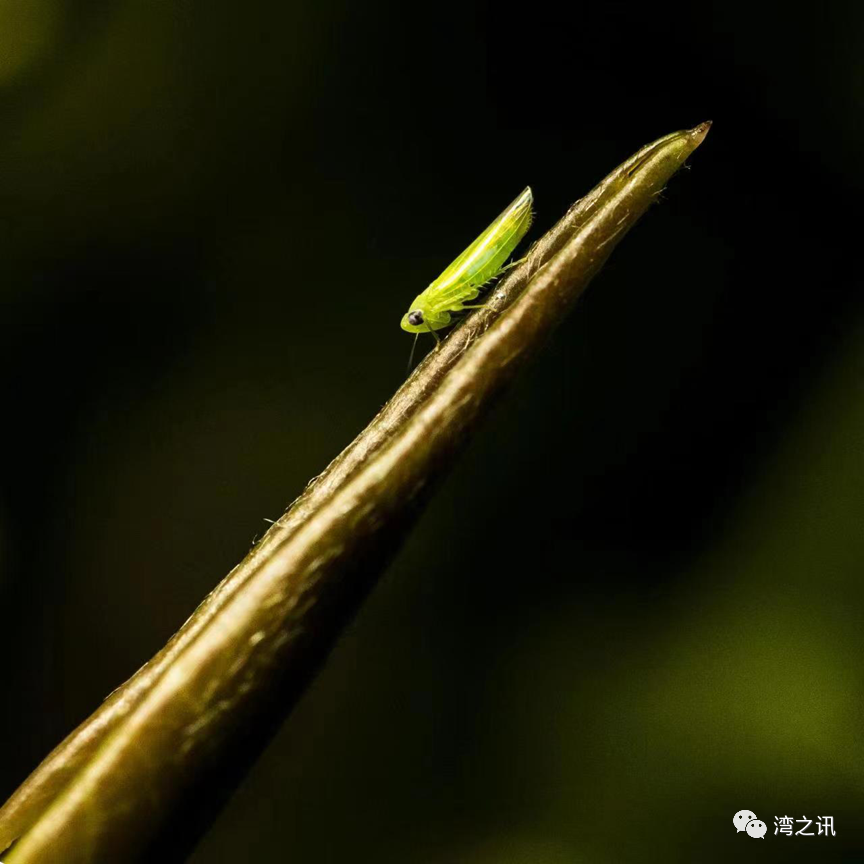 茶叶种植专业合作社_种植茶叶基地农民致富_茶叶示范种植基地