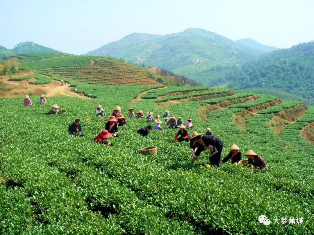 茶叶农场示范基地_种植茶叶基地农民致富_茶叶种植园