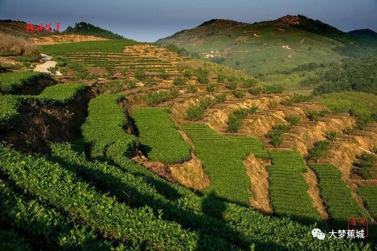 种植茶叶基地农民致富_茶叶农场示范基地_茶叶种植园