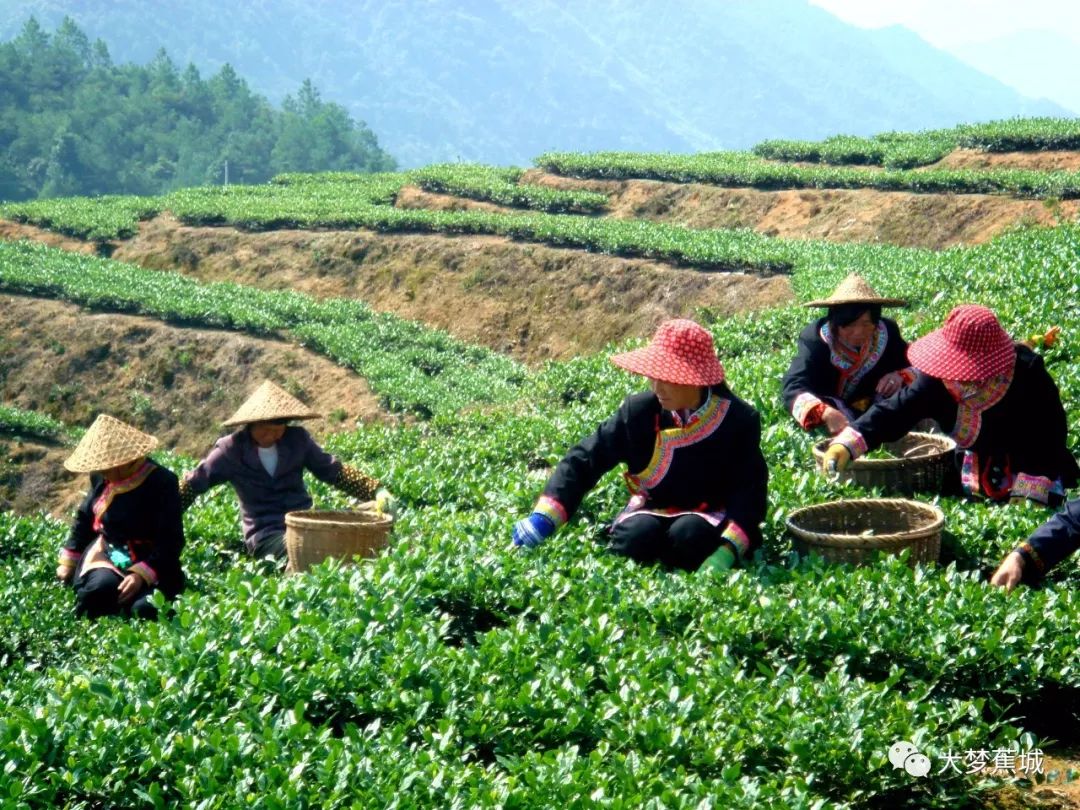 茶叶种植园_种植茶叶基地农民致富_茶叶农场示范基地