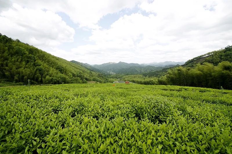 茶叶农场示范基地_有茶叶基地怎么找合作_种植茶叶基地农民致富