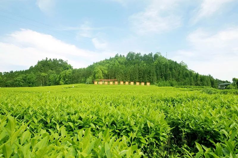 种植茶叶基地农民致富_茶叶农场示范基地_有茶叶基地怎么找合作