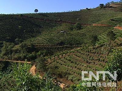 致富经种植什么好卖_致富种植什么比较赚大钱_种植致富业