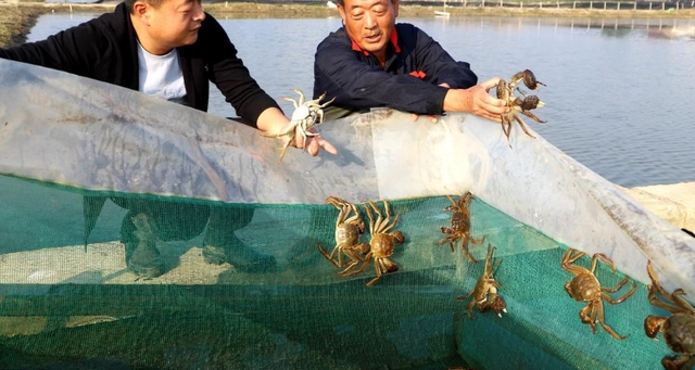 夏季螃蟹养殖管理技术_螃蟹养殖中后期管理_螃蟹养殖技术与防病