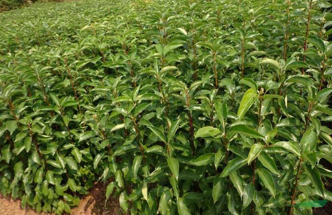 香樟树种植技术