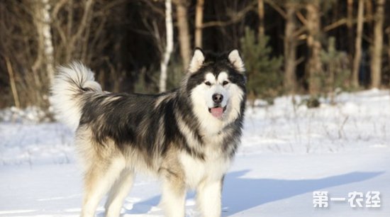 阿拉斯加雪橇犬的饲养管理要点