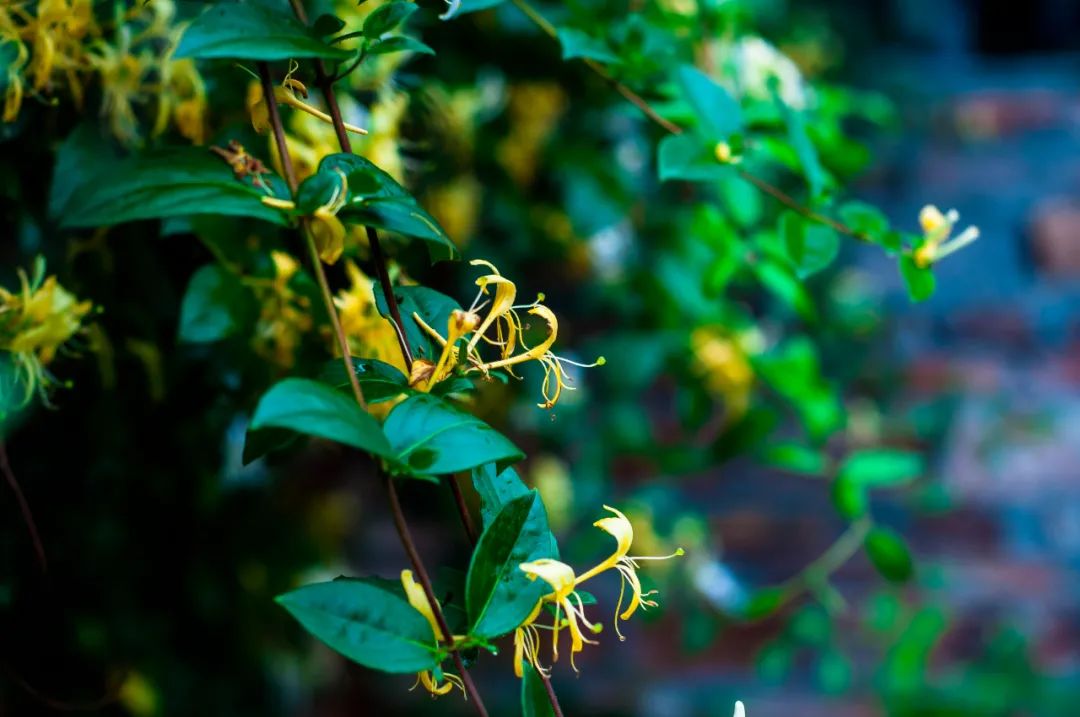 种植茶叶基地农民致富_茶叶种植园_茶叶农场示范基地