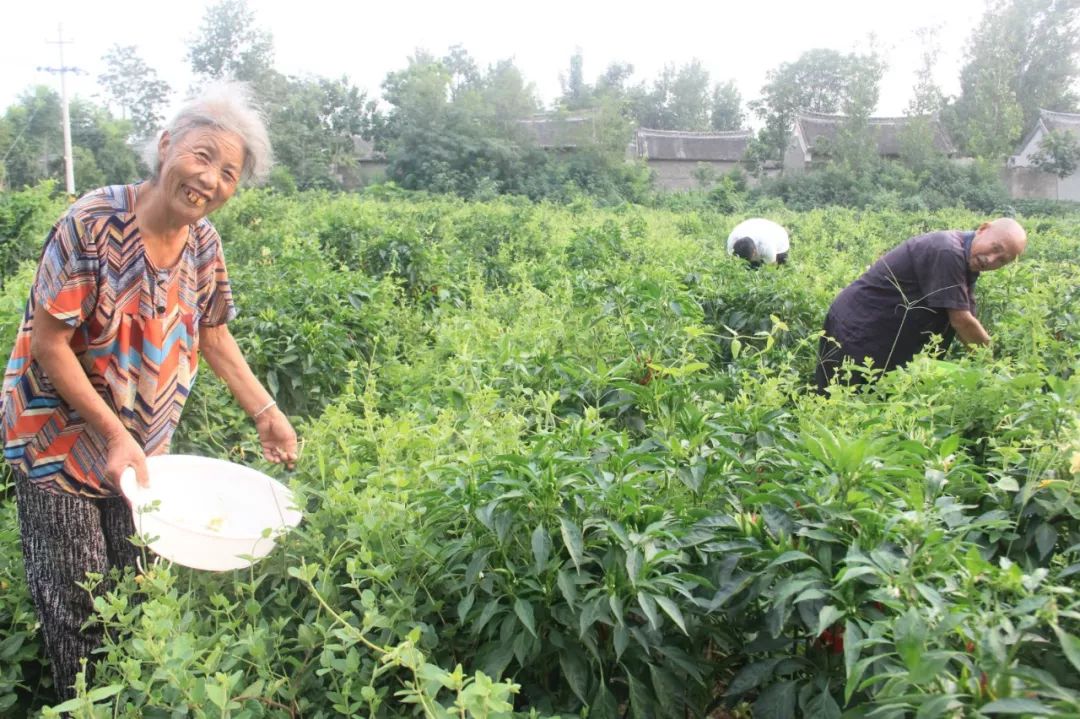 茶叶种植园_种植茶叶基地农民致富_茶叶农场示范基地