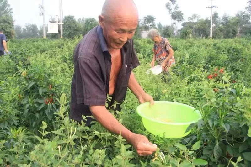 茶叶农场示范基地_茶叶种植园_种植茶叶基地农民致富