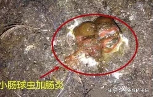 致富经养珍珠鸡挣上亿_致富经珍珠鸡养殖全集_致富经养珍珠鸡王德亮