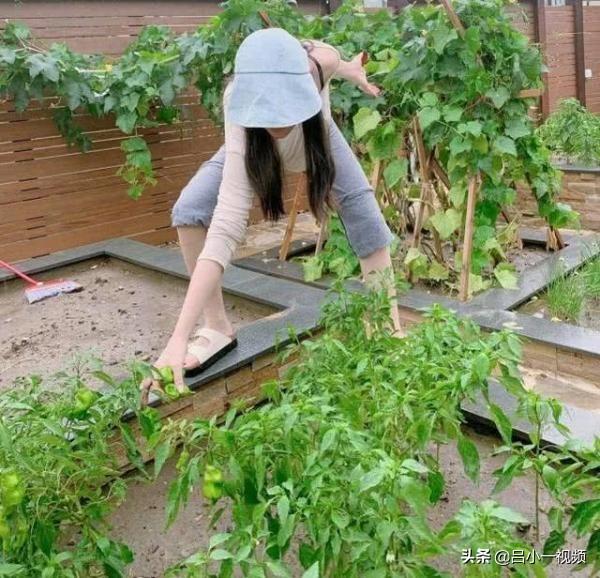 视频致富养殖母猪是真的吗_致富经母猪养殖视频_母猪养殖致富视频