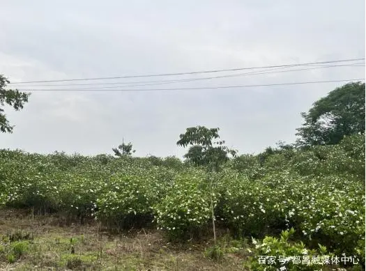 栀子的种植方法和注意事项_水栀子种植致富_致富种植栀子水怎么样