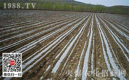 河北地膜花生种植技术_花生种植地膜覆盖视频_河北地膜花生播种时间