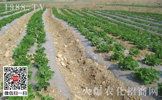 河北地膜花生种植技术_花生种植地膜覆盖视频_河北地膜花生播种时间