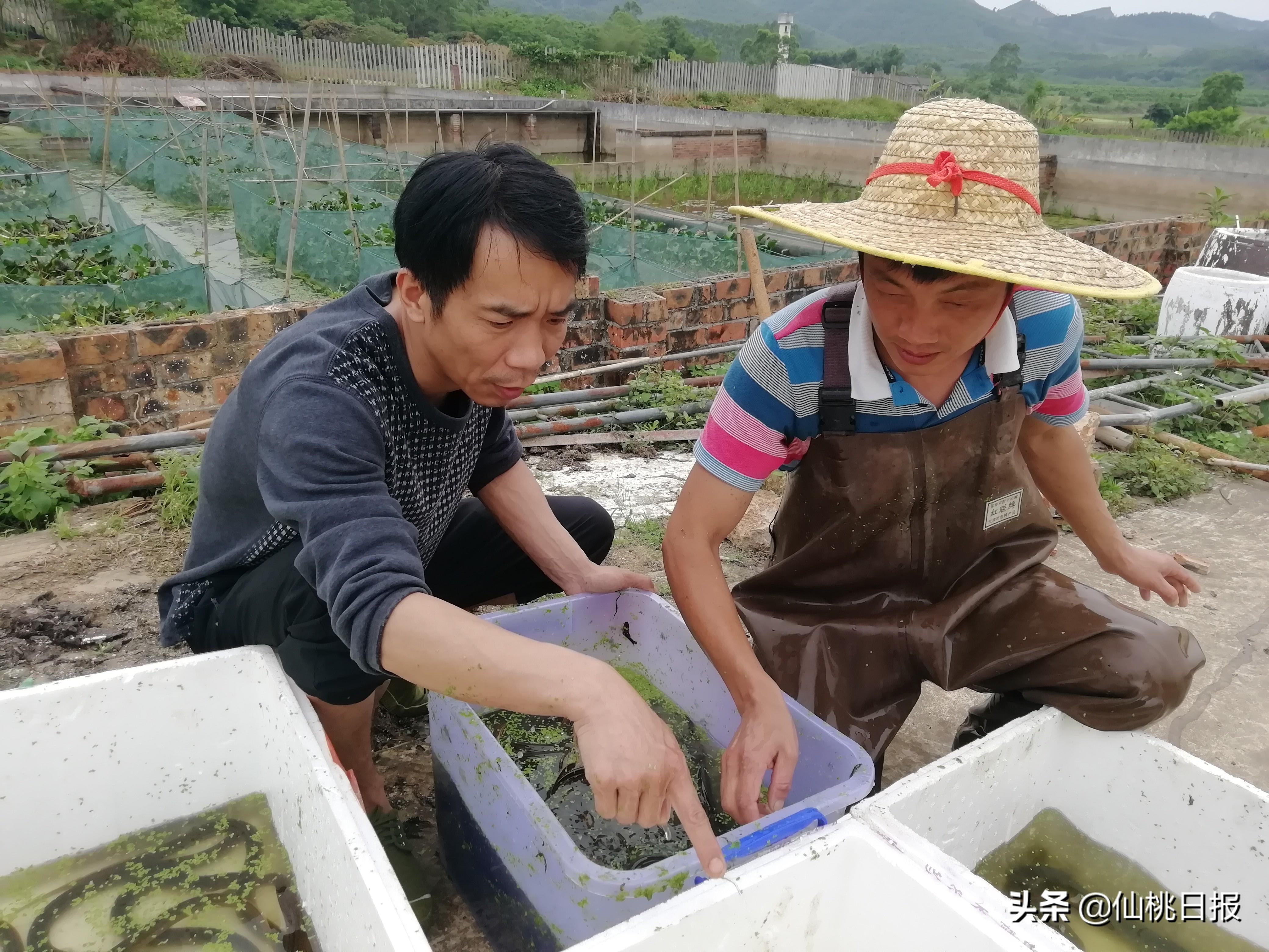 致富繁殖人工黄鳝视频_致富经黄鳝人工繁殖_人工黄鳝养殖