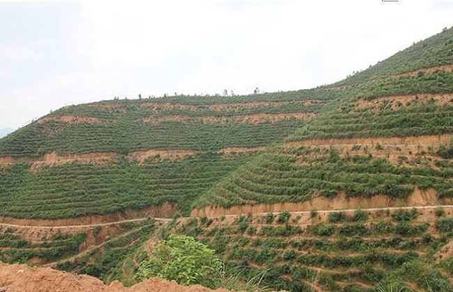 山地种植什么赚钱