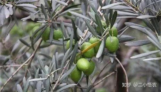 樓树的种植技术_种植树木流程_种植树楼技术规范