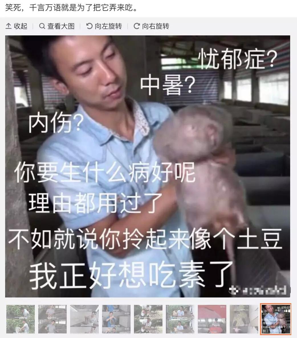 竹鼠养殖技术视频高清_江西养殖竹鼠技术视频_人工养殖竹鼠技术视频