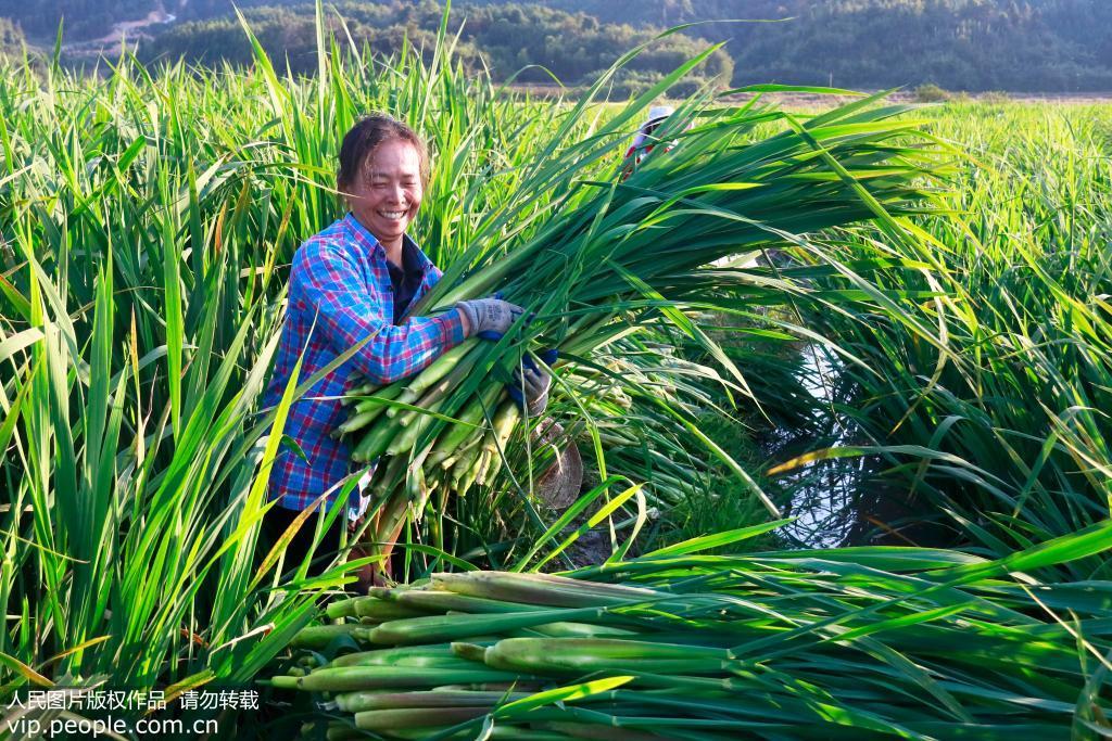 湖北半夏种植基地_湖北种植半夏致富_湖北钟祥半夏种植