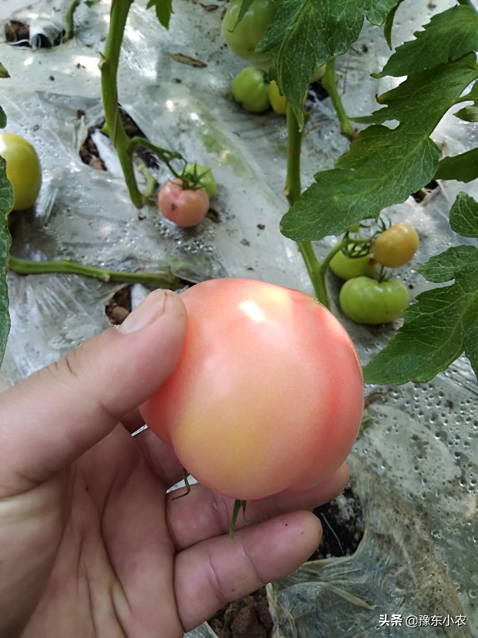 致富经种蔬菜_蔬菜种植致富_种植蔬莱致富