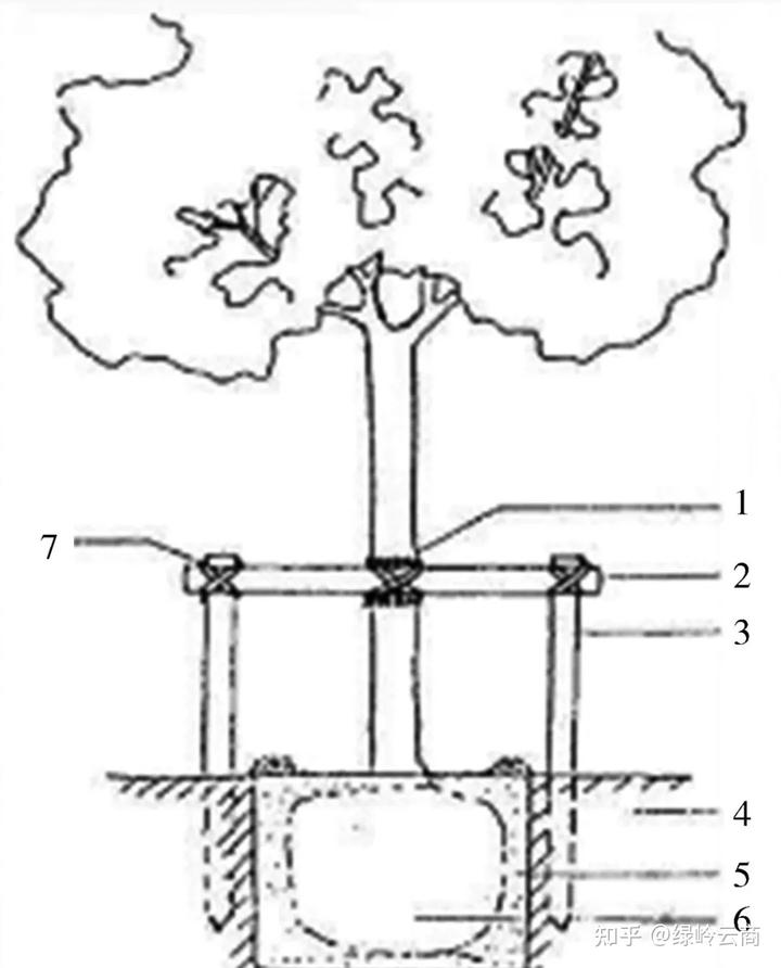 种植树木流程_种植树楼技术要点_樓树的种植技术