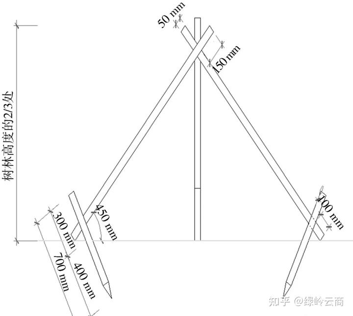 樓树的种植技术_种植树木流程_种植树楼技术要点