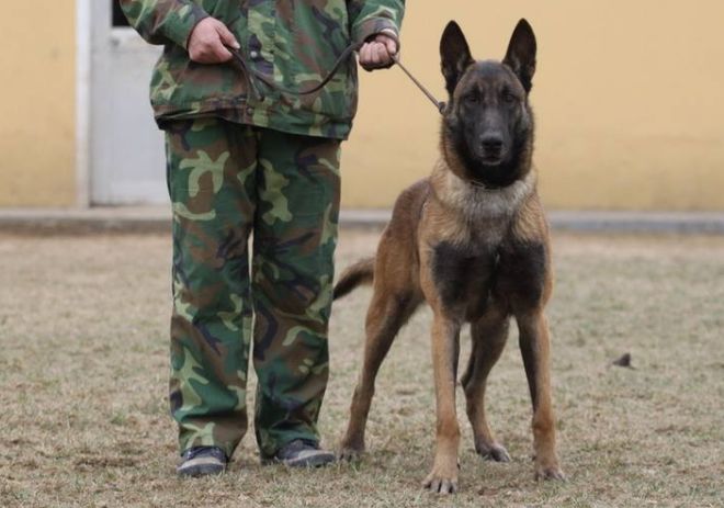 致富养殖马犬视频_养殖马犬需要注意事项_马犬养殖致富