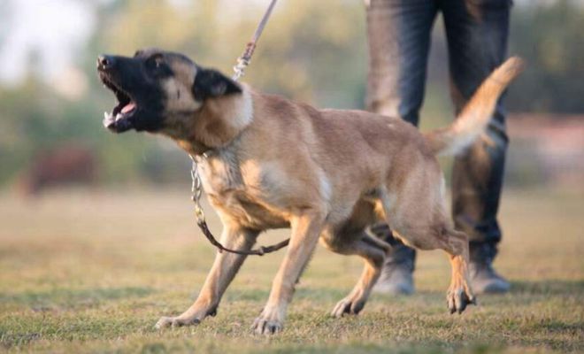 马犬养殖致富_养殖马犬需要注意事项_致富养殖马犬视频