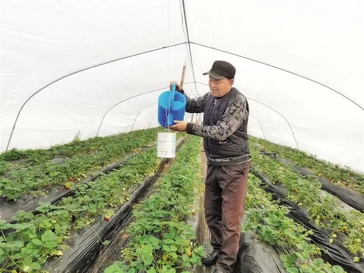 种植致富业_农村种植致富案例_街道种植致富果