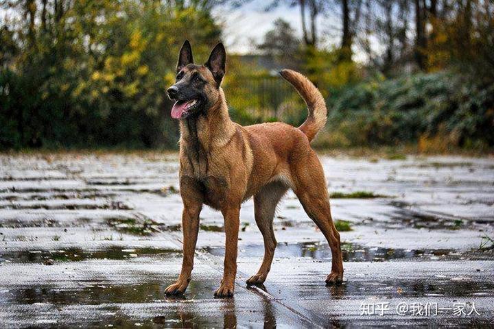 马犬养殖致富_致富养殖马犬视频_养殖马犬需要注意事项