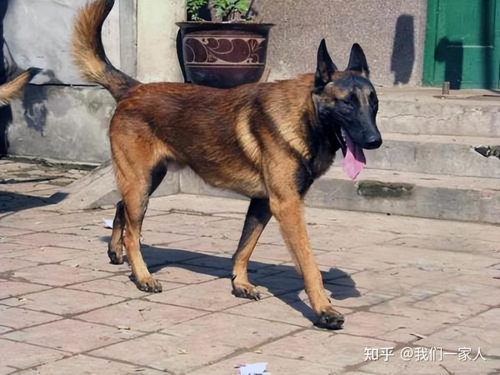 致富养殖马犬视频_养殖马犬需要注意事项_马犬养殖致富