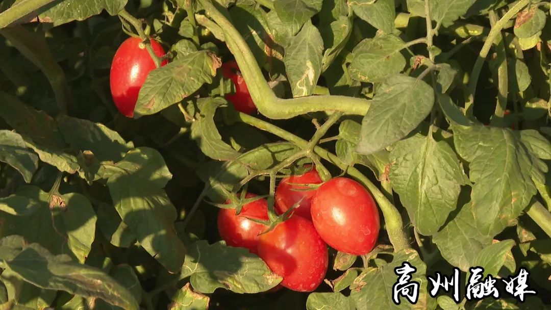 街道种植致富果_致富经种果树_致富果树