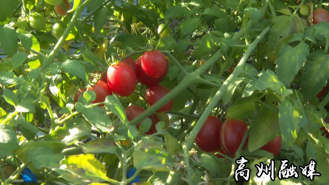 致富经种果树_街道种植致富果_致富果树